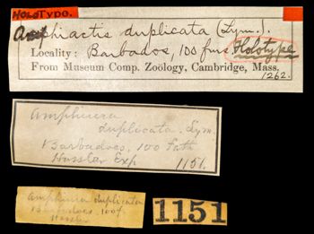 Media type: image;   Invertebrate Zoology OPH-1262 Aspect: labels